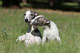 WHIPPET 088